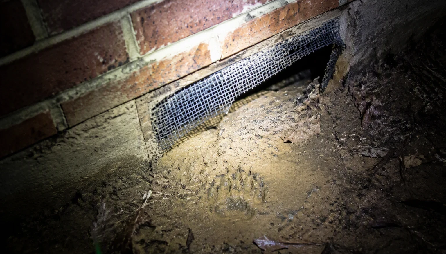 There's a Raccoon in My Attic — What Do I Do?